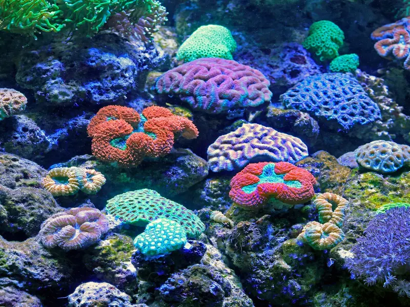 El Día Mundial de los Arrecifes 2026 alerta sobre la desaparición de corales por el cambio climático