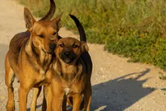 Barcelona desarrollará un refugio animal sostenible en Montcada i Reixac