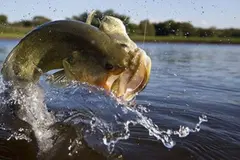 Creación de un lago promueve la biodiversidad en un paisaje agrícola