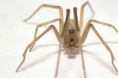 Descubren la 'araña Pink Floyd', una especie urbana que captura insectos grandes