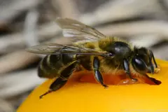 Gran Canaria busca proteger a la abeja negra canaria como raza ganadera autóctona