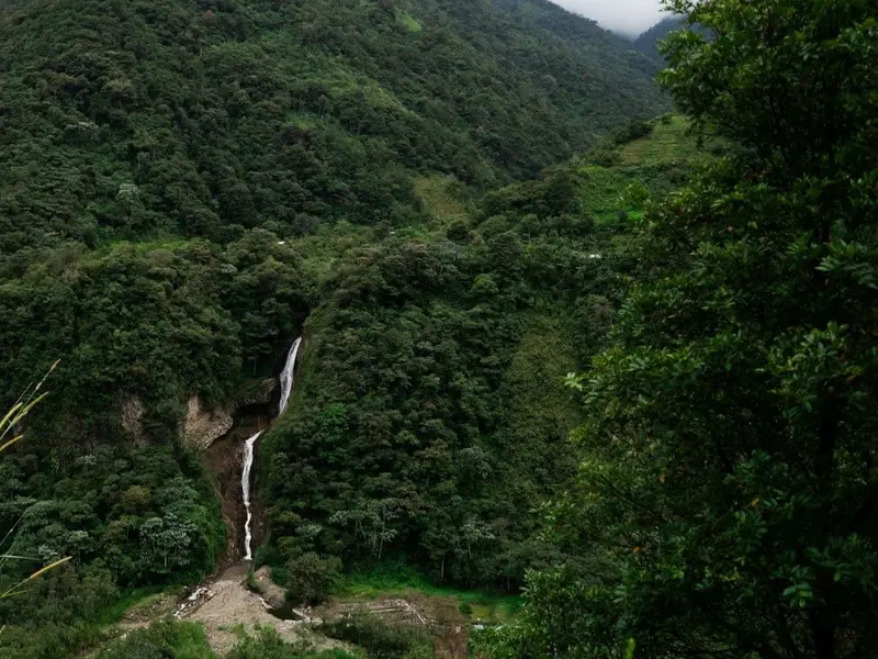 Ecuador identifica 62 especies de escarabajos clave para la Amazonía