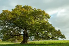Los robles: clave para evitar el colapso de la biodiversidad en los ecosistemas