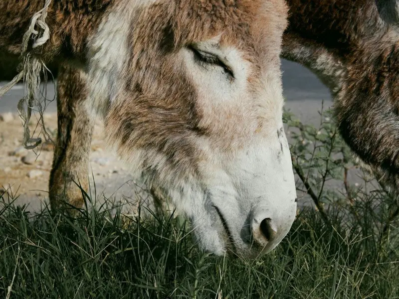 Burros bomberos de Doñana enfrentan abandono a pesar de su éxito contra incendios