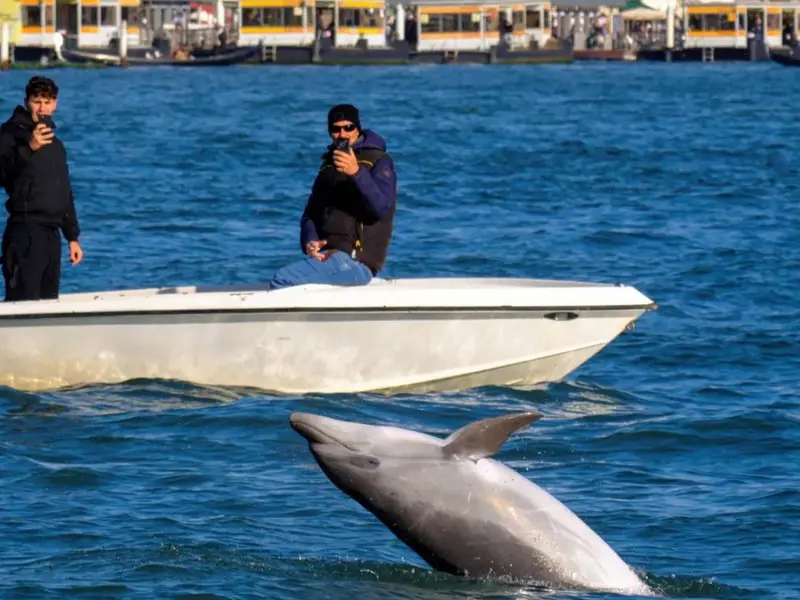 Autoridades de Venecia piden proteger al delfín Mimmo y regulan la interacción turística