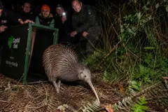 Los kiwis regresan a Wellington tras más de un siglo de ausencia