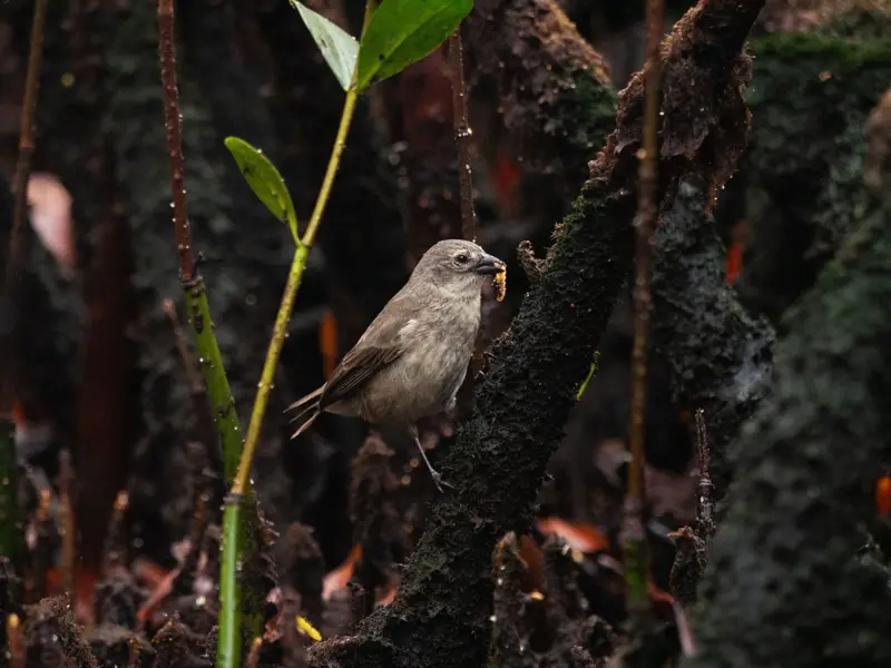 El pinzón de manglar de Galápagos logra una recuperación histórica en su reproducción