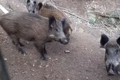 Jabalíes urbanos de Barcelona muestran diferencias genéticas respecto a los rurales