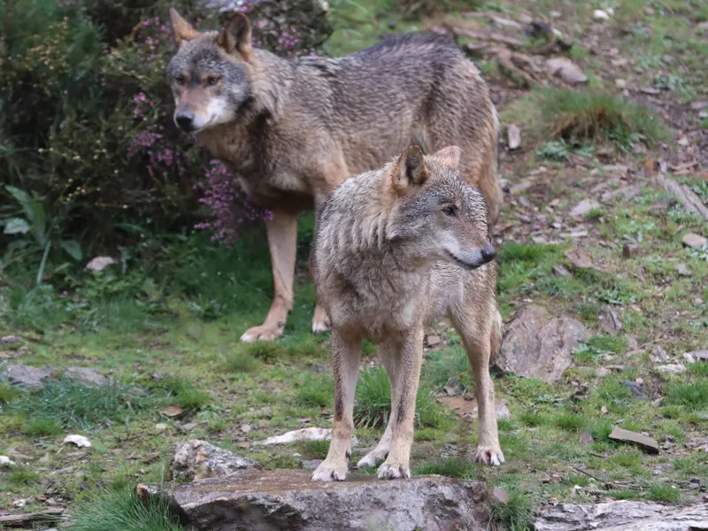 UPA propone trasladar lobos jóvenes del norte a poblaciones aisladas del sur de España