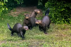 Reintroducción de la nutria gigante en Argentina marca un hito para la conservación