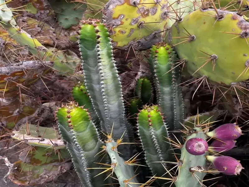 Tenerife se enfrenta a las especies invasoras con un plan de control y restauración