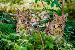 Celebran la posible reintroducción del lince en Lieja con 75 ejemplares esperados