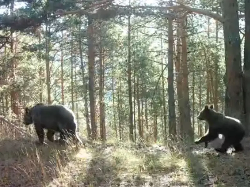 Trepador, el primer osezno nacido en Aragón en 50 años, simboliza la recuperación del oso pardo