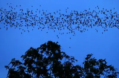 El ruido electromagnético de ciudades desorienta a los murciélagos en su migración y amenaza la biodiversidad