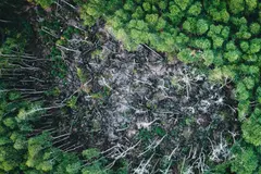 Brasil reduce la pérdida de vegetación nativa a menos de un millón de hectáreas en 2025