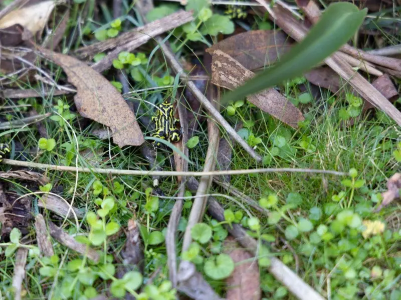 Liberación de 800 ranas corroboree del norte en Australia para salvar la especie