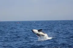 Las orcas ibéricas en peligro crítico: solo quedan 37 ejemplares