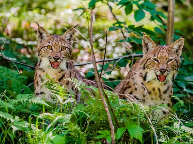 Celebran la posible reintroducción del lince en Lieja con 75 ejemplares esperados