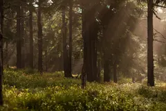 Los pequeños bosques son cruciales para conservar la biodiversidad y frenar extinciones