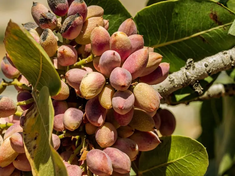 Estudio sobre absorción de CO2 en cultivos de pistacho en La Manchuela