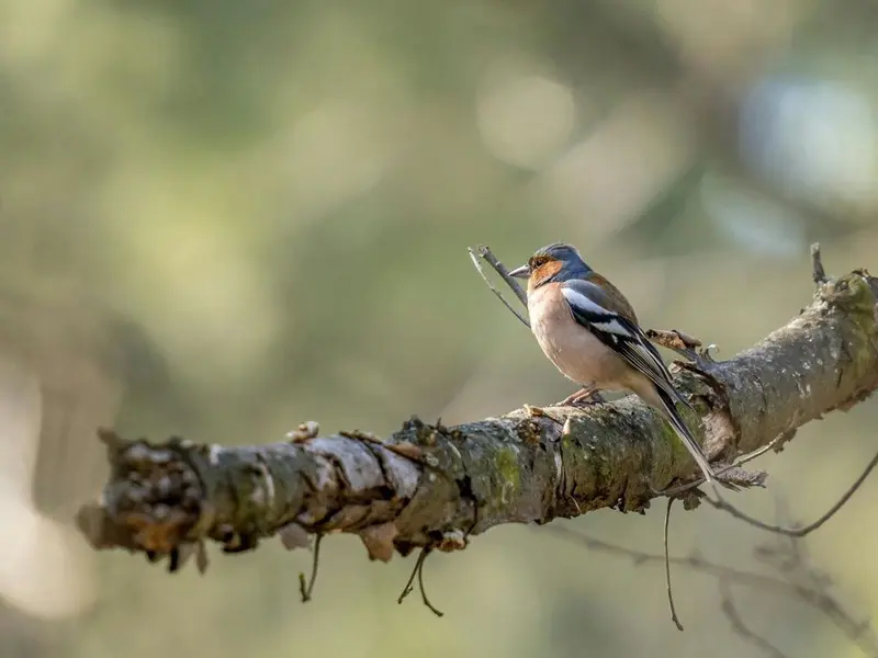 Madrid destina 500.000 euros para proteger la biodiversidad con nuevas ayudas