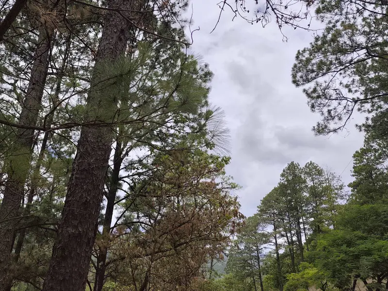 Estudio advierte sobre la posible desaparición de bosques en Honduras en 21 años