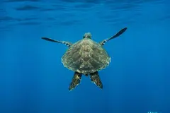 Cinco tortugas marinas rescatadas regresan al Mediterráneo como símbolo de esperanza