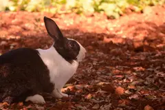 El conejo ibicenco enfrenta una grave amenaza de extinción con solo 180 ejemplares restantes