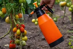Desarrollo de bioestimulante basado en cianobacterias mejora cultivos en sequía extrema