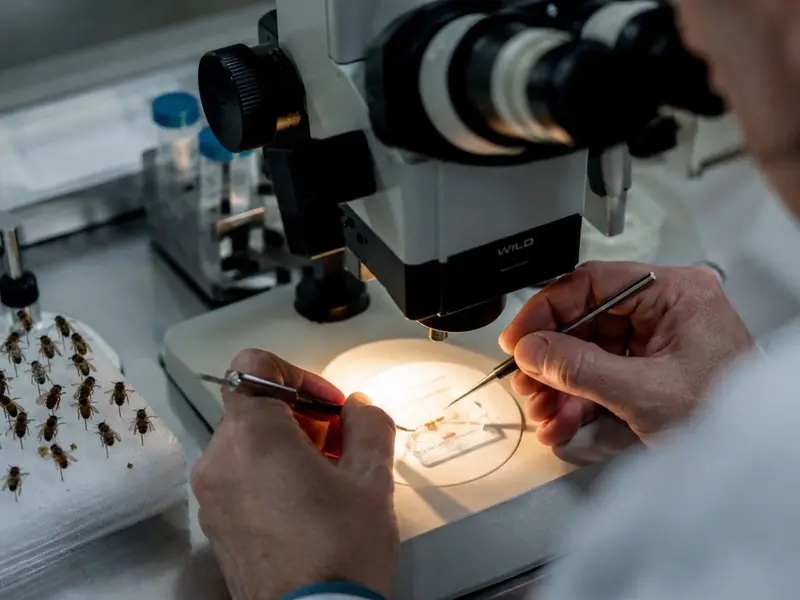 Científicos recogen esperma de abejas para combatir la varroa en Australia