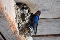 El calor extremo amenaza a las aves durante su época de cría en las ciudades