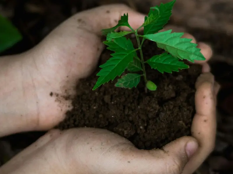 La restauración de ecosistemas, clave para enfrentar la crisis climática en España