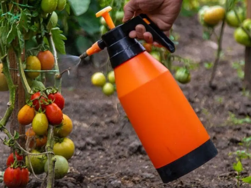 Desarrollo de bioestimulante basado en cianobacterias mejora cultivos en sequía extrema
