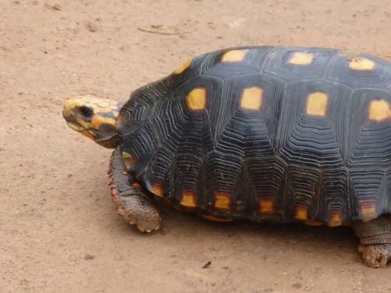 Rescatada tortuga de patas rojas en peligro de extinción en Argentina