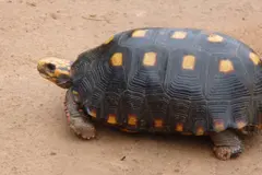 Rescatada tortuga de patas rojas en peligro de extinción en Argentina