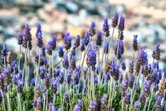 Las plantas se comunican mediante olores para adaptarse a su entorno