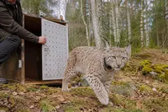 Liberan cuatro linces boreales en el macizo del Jura tras meses de cuidados