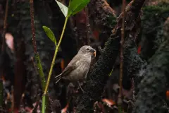 El pinzón de manglar de Galápagos logra una recuperación histórica en su reproducción