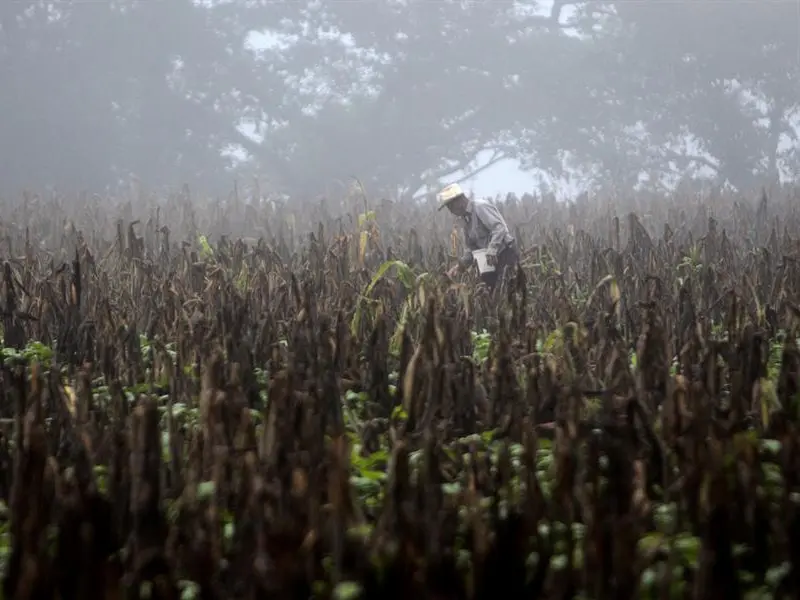 La OMM advierte sobre un posible episodio fuerte de El Niño