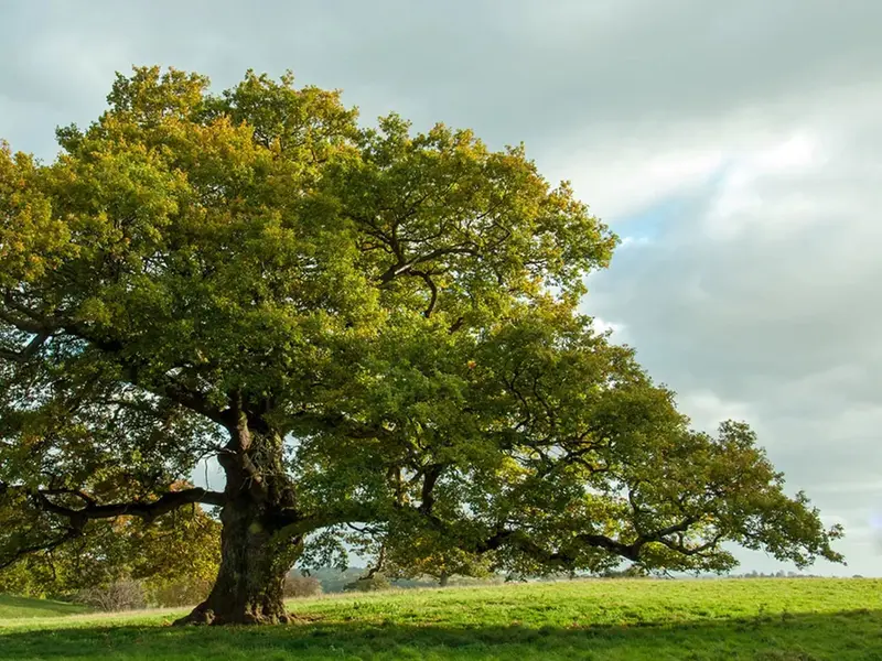 Los robles: clave para evitar el colapso de la biodiversidad en los ecosistemas