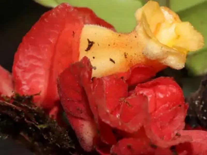 Descubren nueva planta en la Amazonía peruana con características únicas