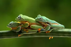 Doñana publica catálogo clave para la conservación de anfibios y reptiles