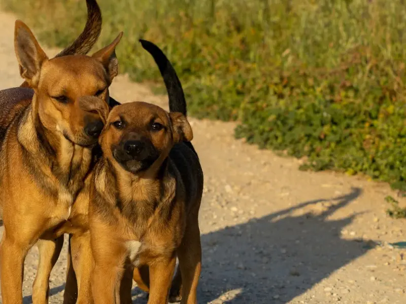 Barcelona desarrollará un refugio animal sostenible en Montcada i Reixac