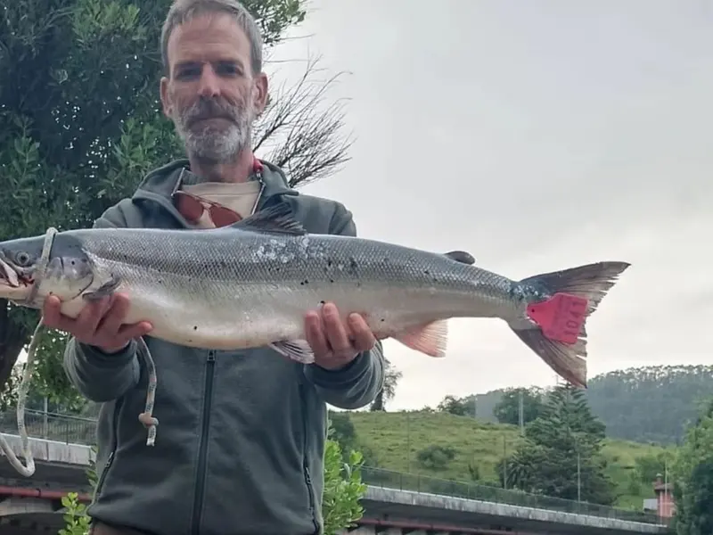 Inauguración de la temporada del salmón en Cantabria con el campanu del Nansa