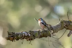 Madrid destina 500.000 euros para proteger la biodiversidad con nuevas ayudas