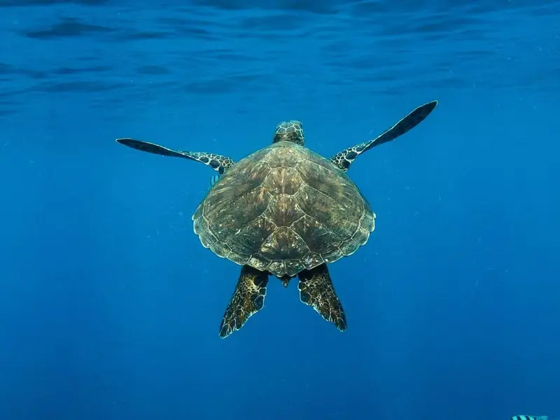 Cinco tortugas marinas rescatadas regresan al Mediterráneo como símbolo de esperanza