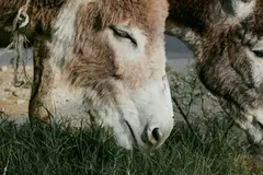 Burros bomberos de Doñana enfrentan abandono a pesar de su éxito contra incendios