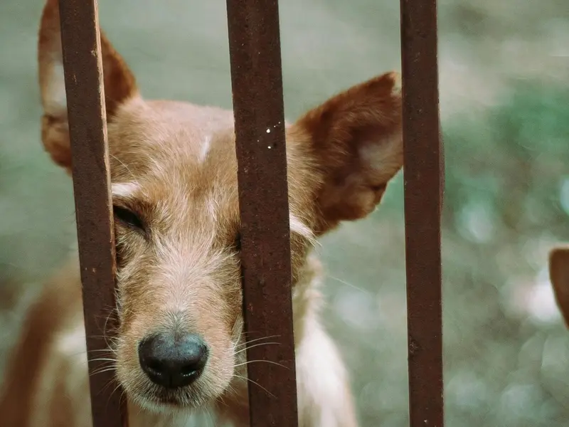 El Día Mundial del Perro Sin Raza 2026 promueve la adopción responsable