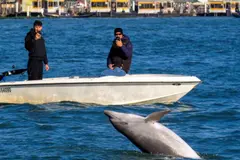 Autoridades de Venecia piden proteger al delfín Mimmo y regulan la interacción turística