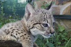 Ocho cachorros de lince ibérico sobreviven en el Centro de La Olivilla, Jaén